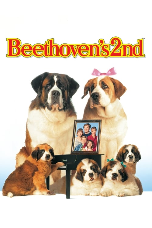 Afacan Köpek Beethoven 2